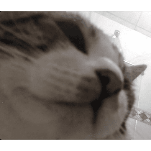 Gatinha  12
