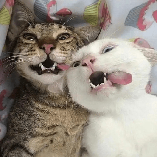 Selfie gatitos 😛