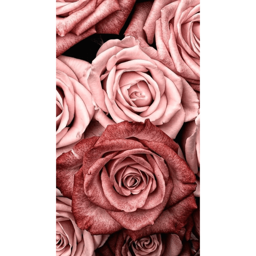 PINK 6