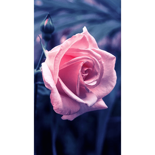 PINK 4