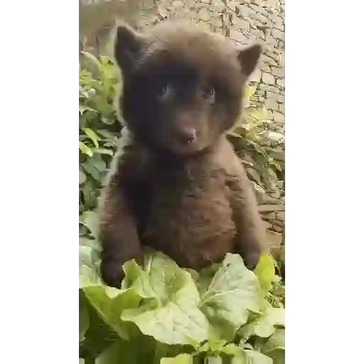 Cukie de la cukie 16