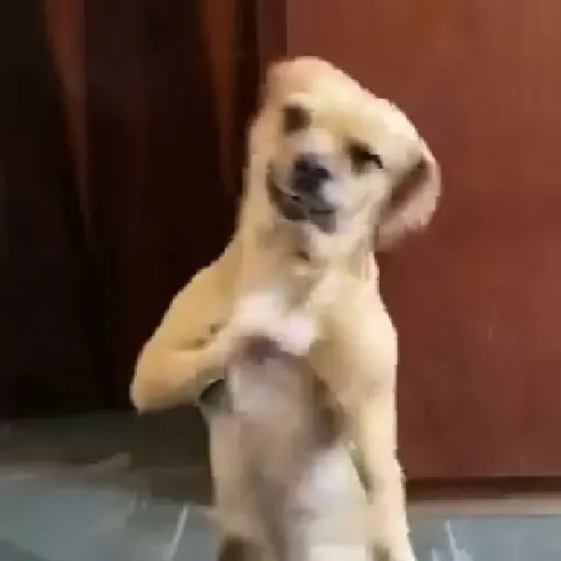 Cukie de la cukie 26