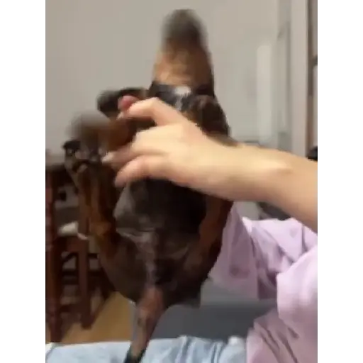 Cukie de la cukie 15