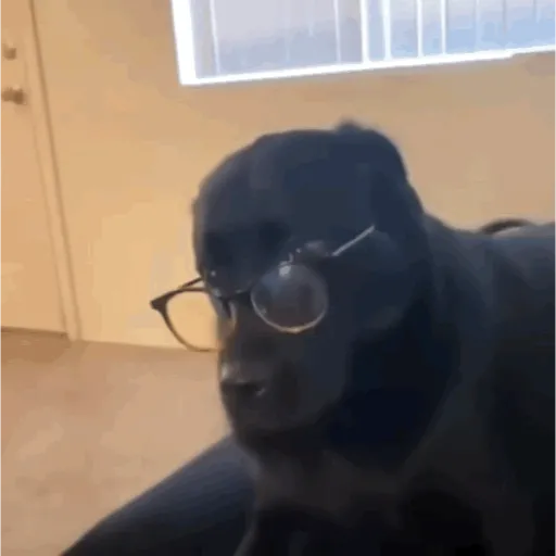 Animadas 7 5