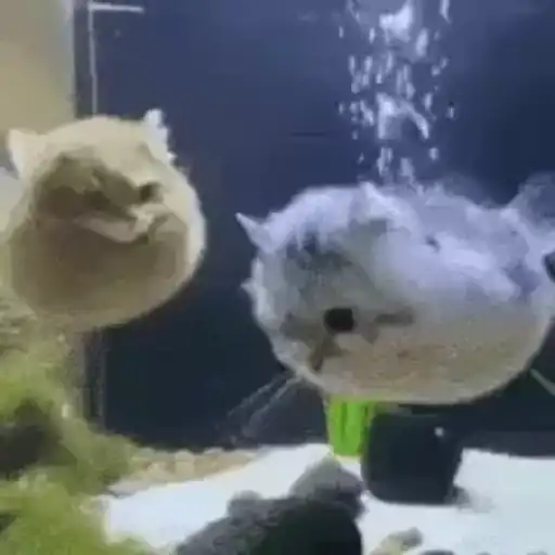 Aaaaaaaaa 1