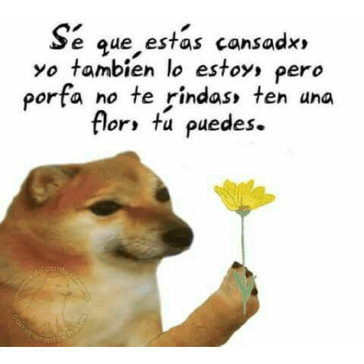 Perritos 21