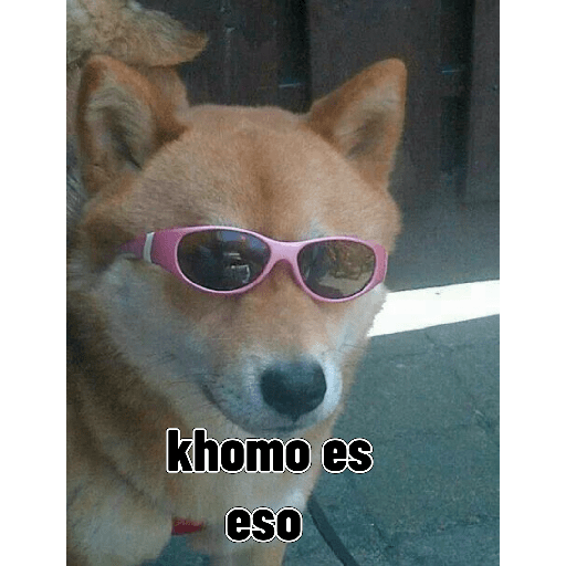 Perritos 27