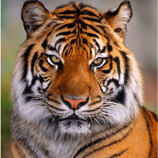 Tigres  1