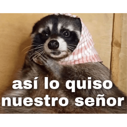 Perritos buena onda  12