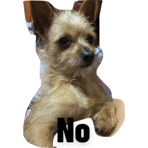 Perritos buena onda  10