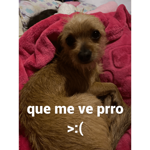 Perritos buena onda  4