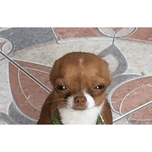 Perritos buena onda  5