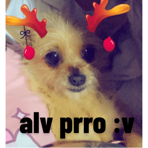 Perritos buena onda  7