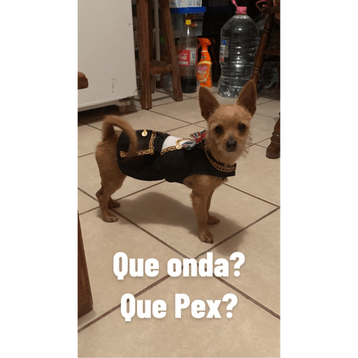 Perritos buena onda  1