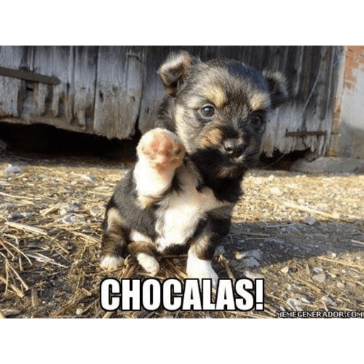 Perritos buena onda  14