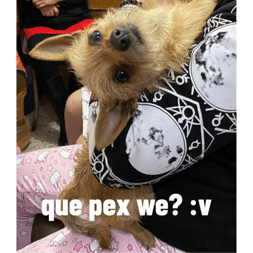 Perritos buena onda  8