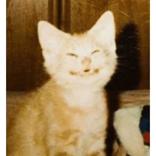 Lol 7