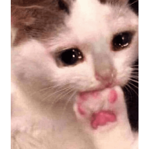 Lol 11