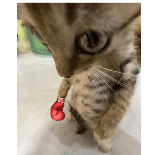 Animaiszinho 2.0 26