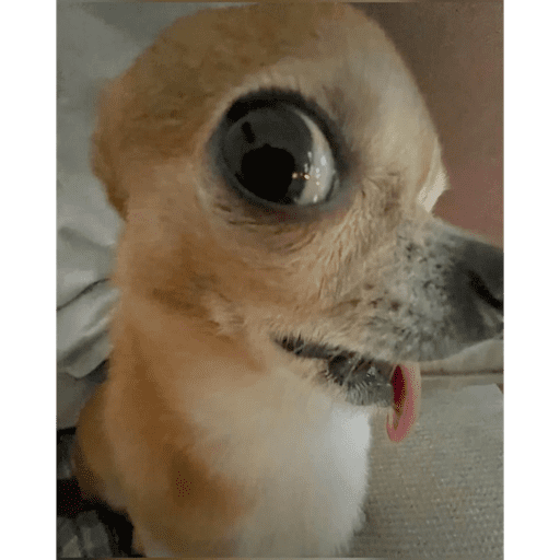 Animaiszinho 2.0 21