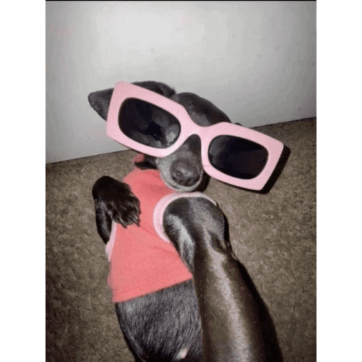 Animaiszinho 2.0 4