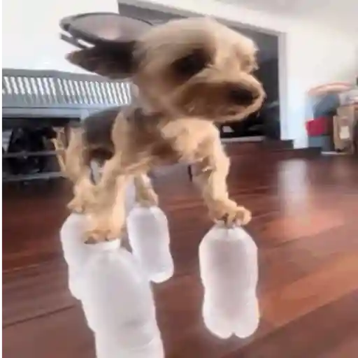ملصق