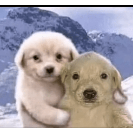 Perro pelon 2.1 8