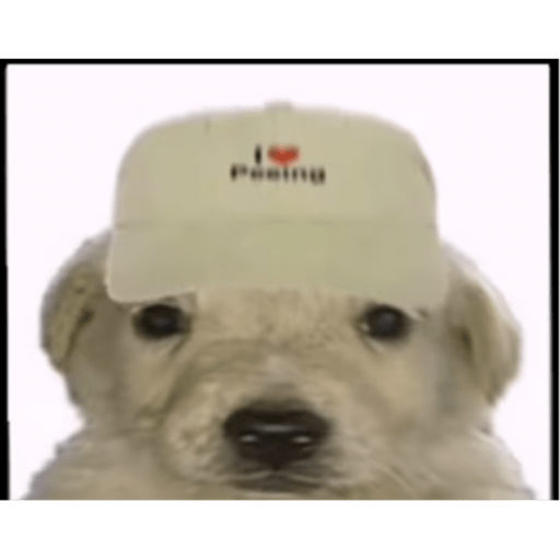 Perro pelon 2.1 5