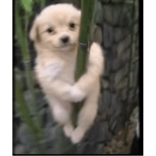 Perro pelon 2.1 4
