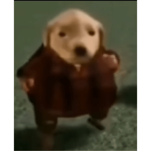 Perro pelon 2.1 6