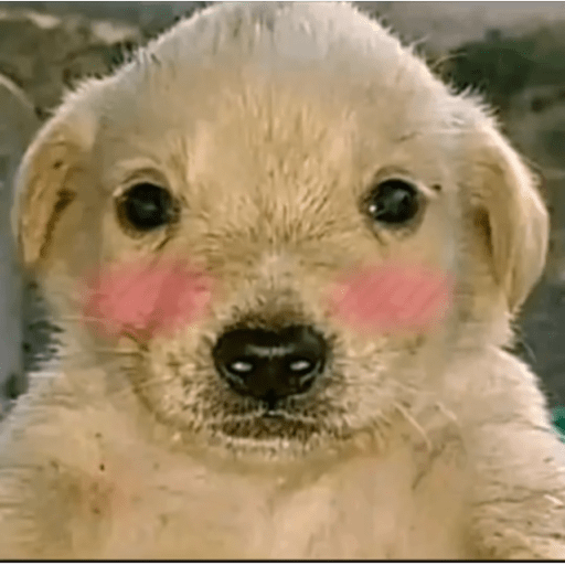 Perro pelon 2.1 2
