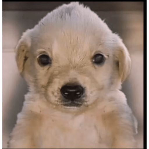 Perro pelon 2.1 1