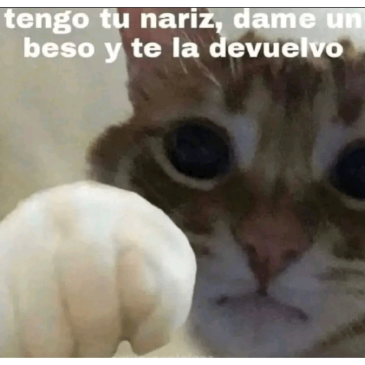 Basado xd 14
