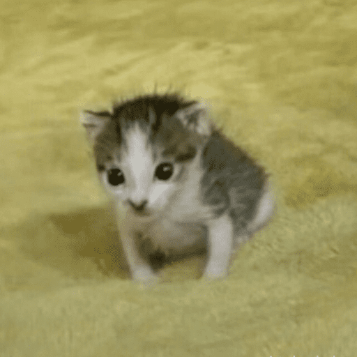 Gatinhos6 22