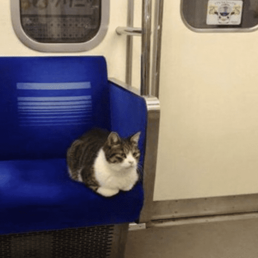 Gatinhos6 17