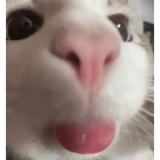 Gatinhos6 2