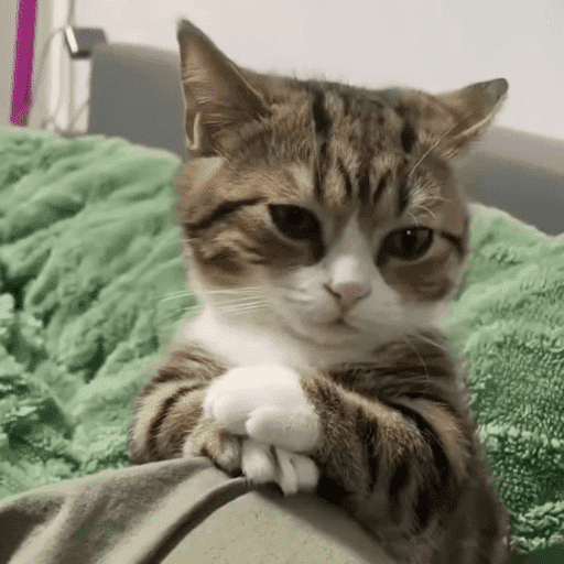 Gatinhos6 10