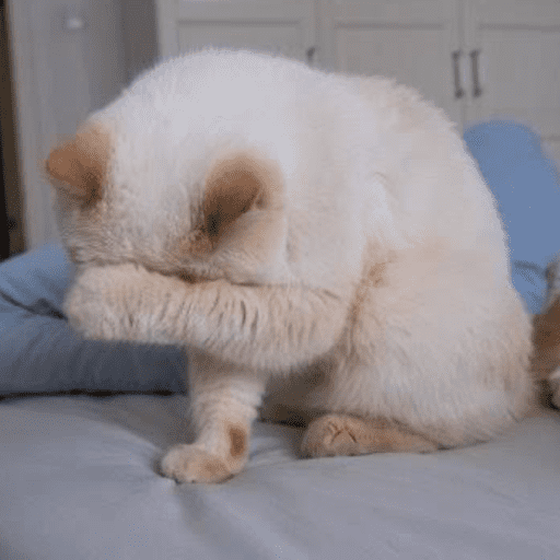 Gatinhos6 29