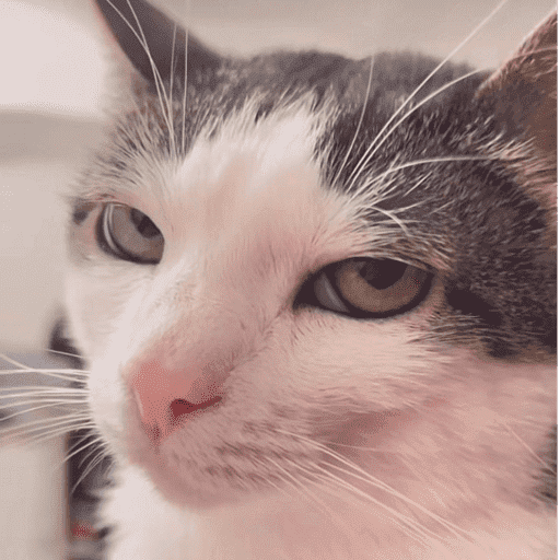 Gatinhos6 11
