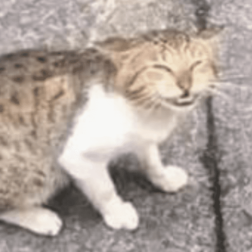Gatinhos6 1