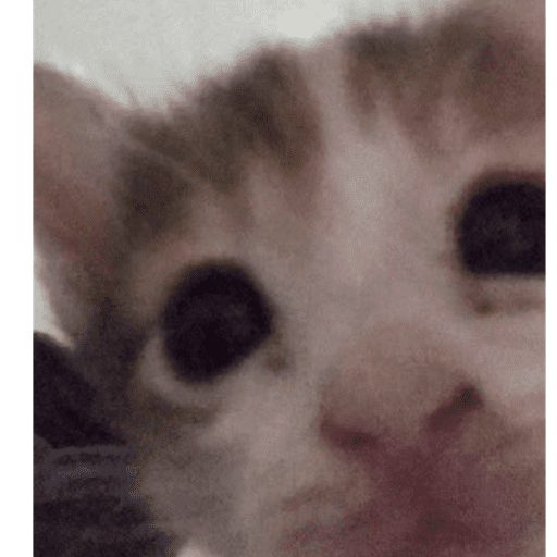 Gatinhos6 18