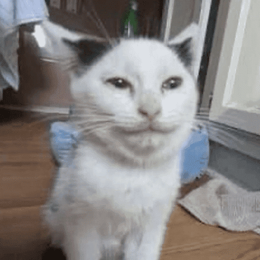 Gatinhos6 27