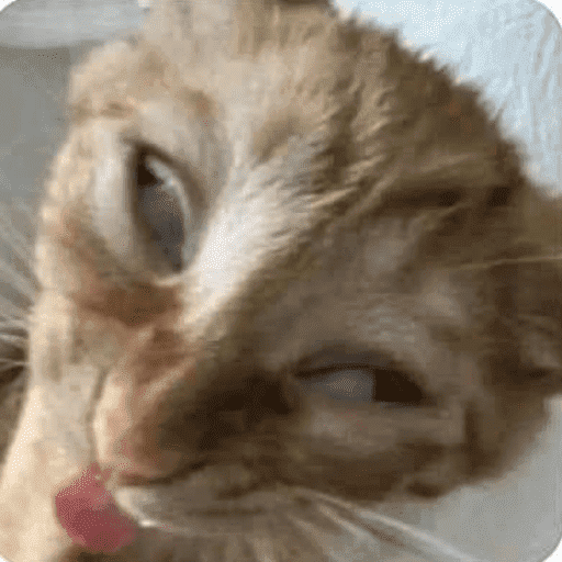 Gatinhos6 7