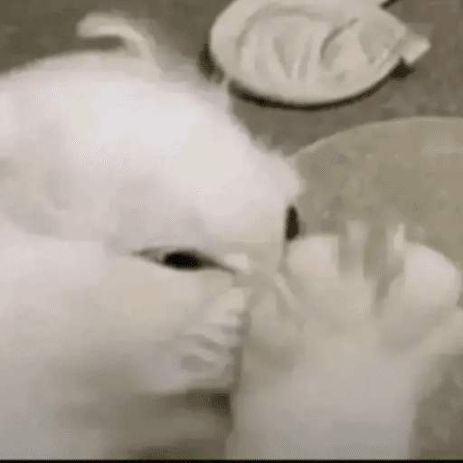 Gatinhos6 4