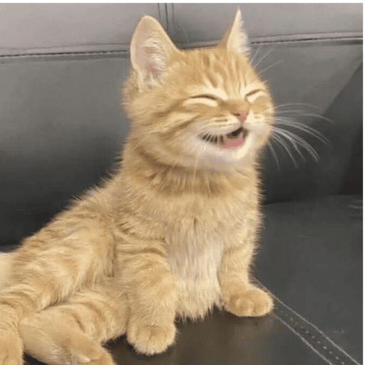 Gatinhos6 30
