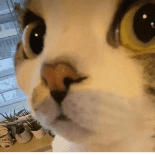 Gatinhos6 28