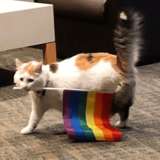 Gatinhos6 16
