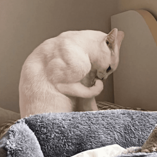 Gatinhos6 21