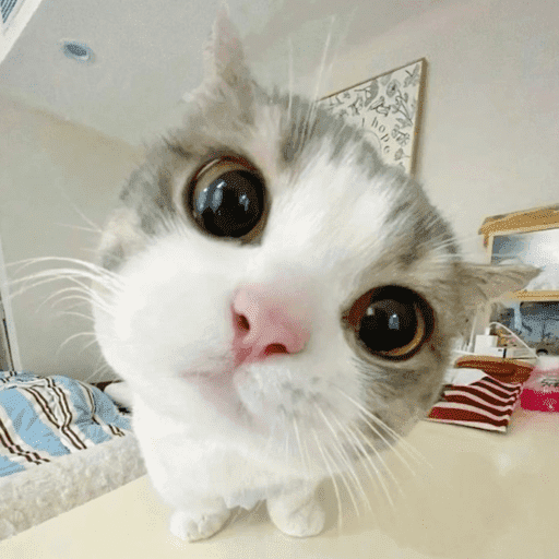 Gatinhos6 24