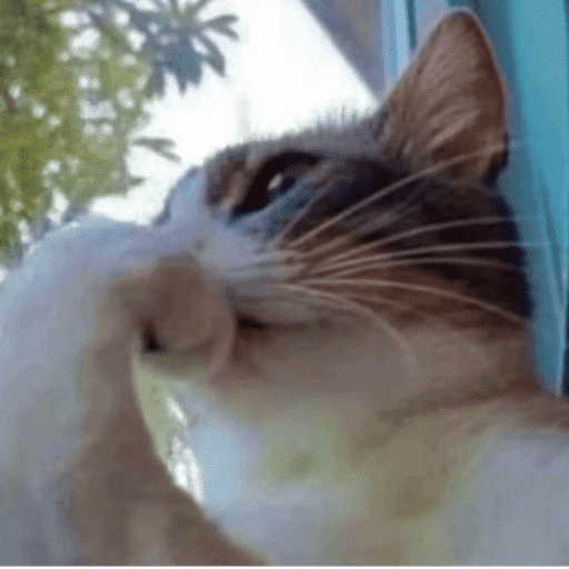 Gatinhos6 5